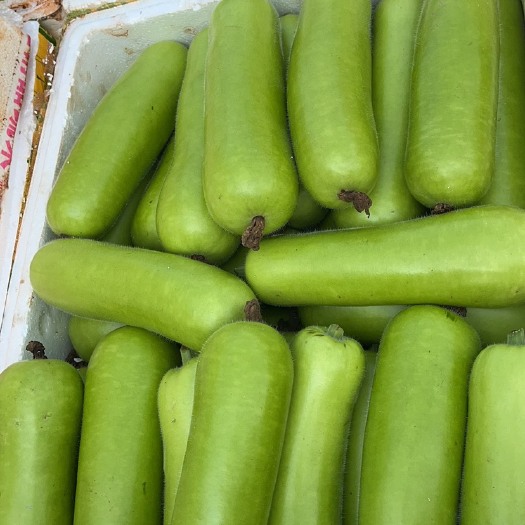 徐闻县现摘蒲瓜瓠瓜青菜蔬菜葫芦瓜