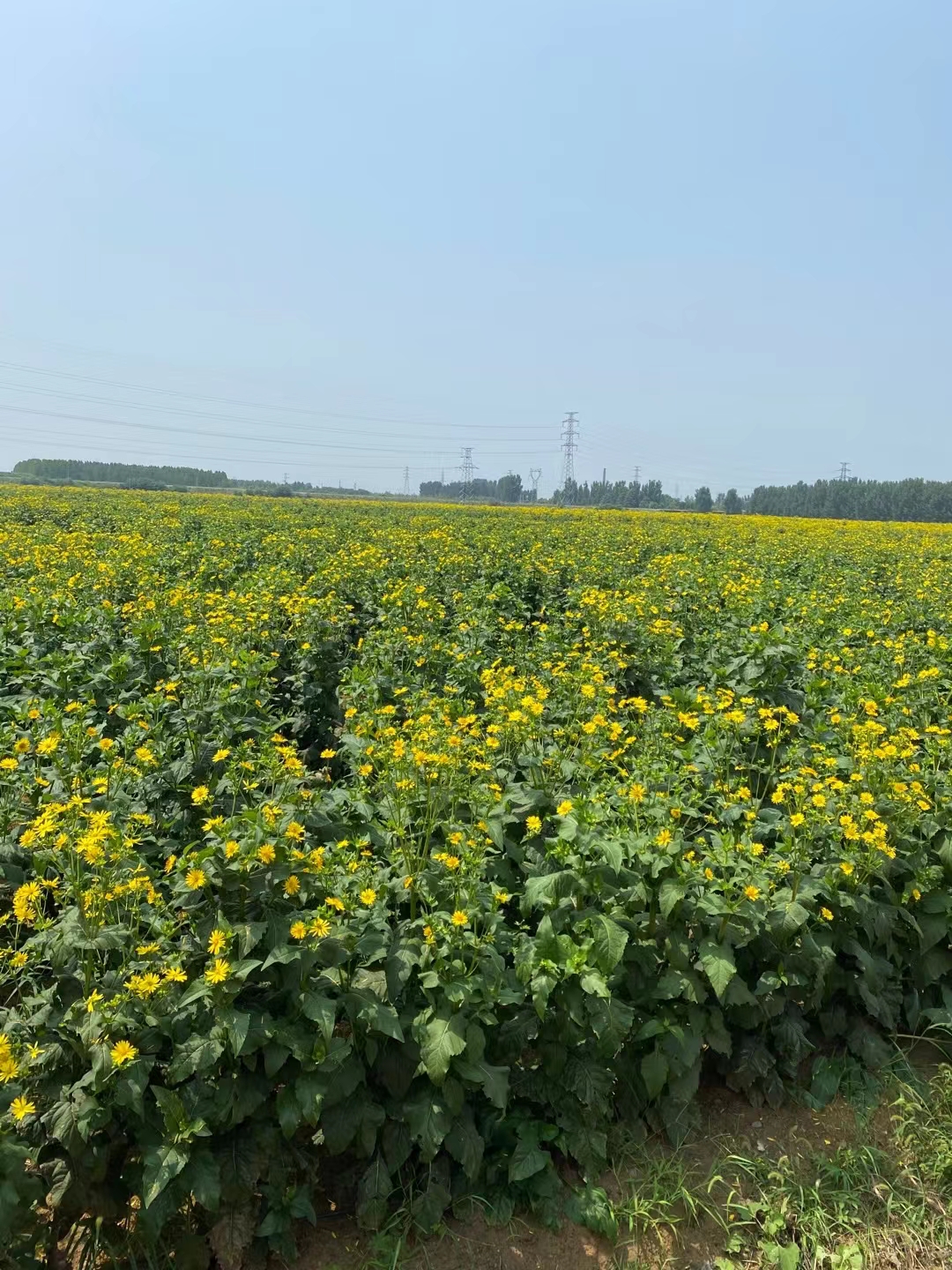  串叶松香草教授菊华夏神菊