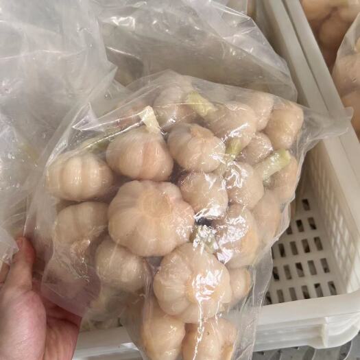 山东糖醋蒜厂家批发 脆甜糖蒜产地直发