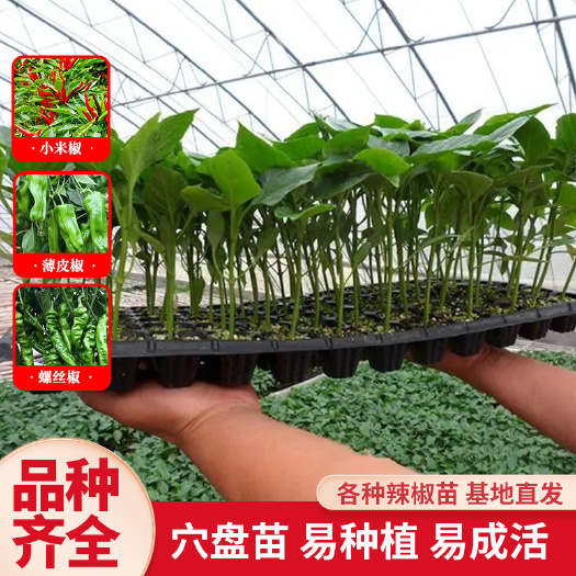 沭阳县辣椒苗带土秧苗朝天椒青椒螺丝椒羊角椒四季盆栽地栽
