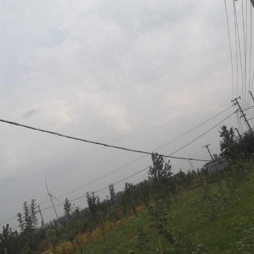 睢宁县三年苹果树，纯正矮化嫁接爱妃品种，因征用土地处理300棵