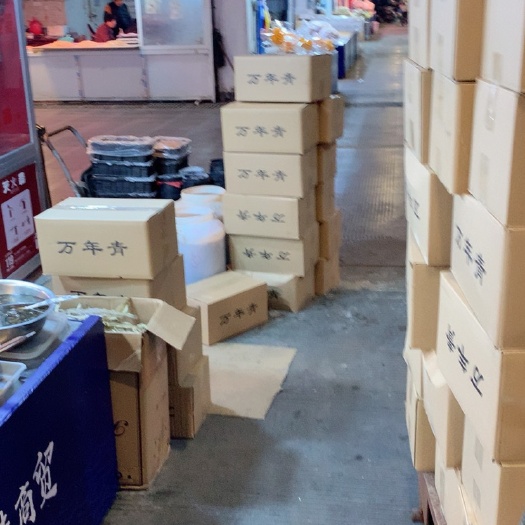 宁波脱水万年青到了