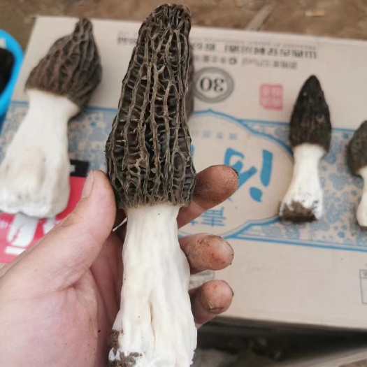 柘城县羊肚菌