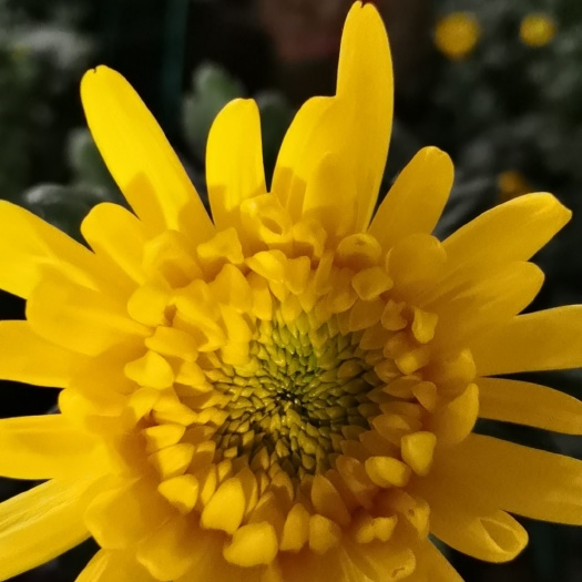 新沂市黄白菊花鲜切花