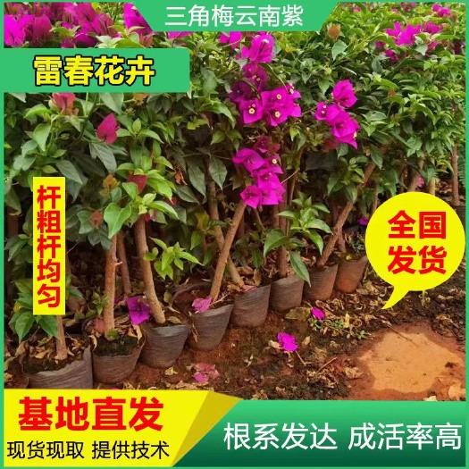 昆明重瓣三角梅 50棵三角梅树苗云南紫 绿化工程苗 盆栽苗抖土发