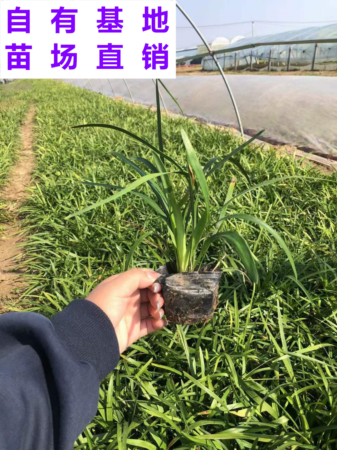 漳浦县供应 福建 兰花三七 苗场基地 批发价格