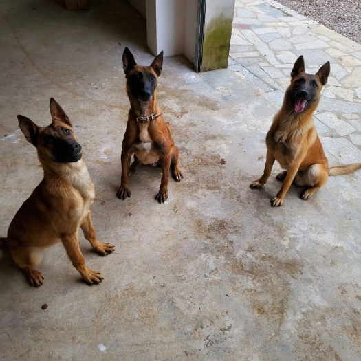 汶上县马犬哪里有马犬养殖马犬多少米大型马犬养殖基地