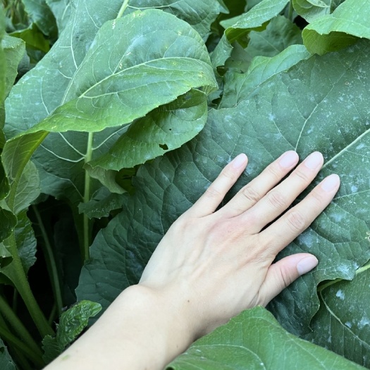 郓城县 串叶松香草教授菊华夏神菊