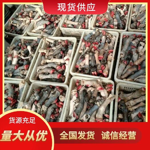 金乡县黑花羊蹄