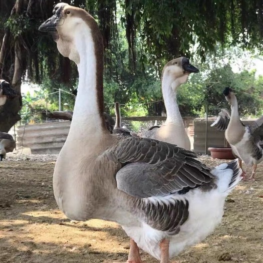 饶平县特大种狮头鹅苗