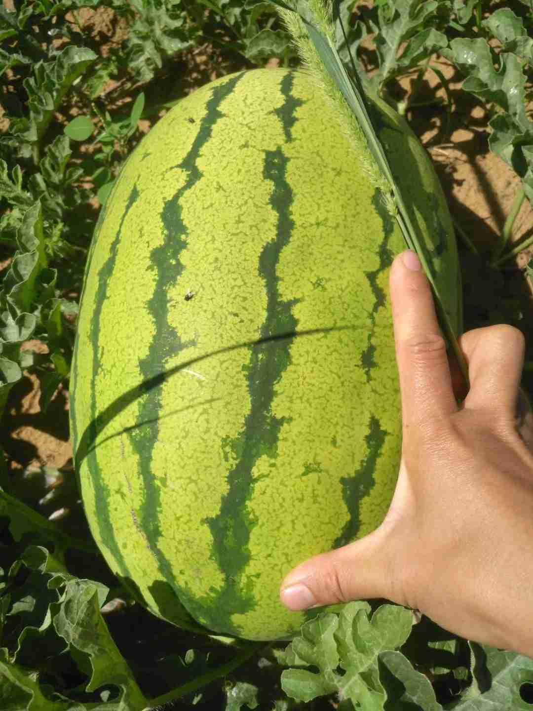 金华一号西瓜，甘肃种植户，产量约350吨，七月半发货