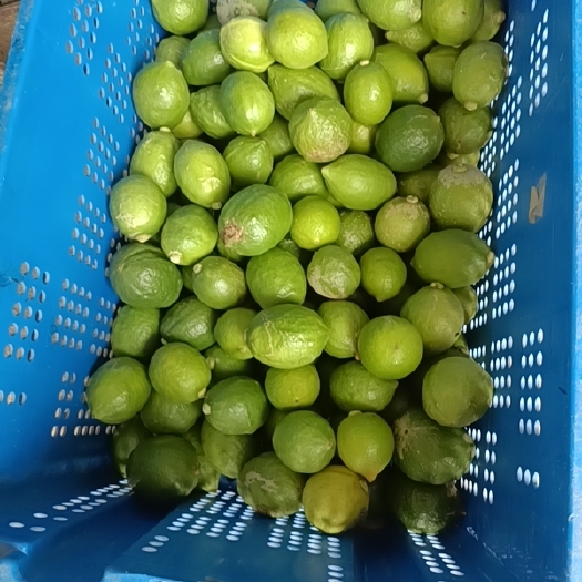 阳春市香水柠檬一级，二级果
