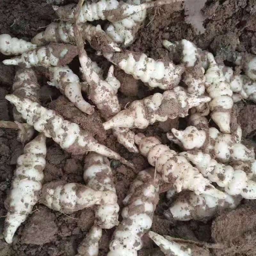 聊城山东野菜甘露子种子新鲜宝塔菜螺丝菜鲜菜地环地葫芦