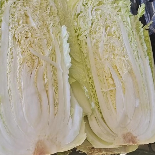 开鲁县白菜