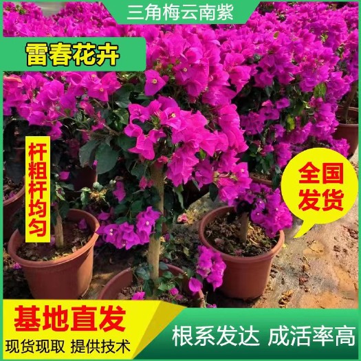 昆明2000棵重瓣三角梅树苗云南紫花苗 盆栽苗绿化工程苗抖土发