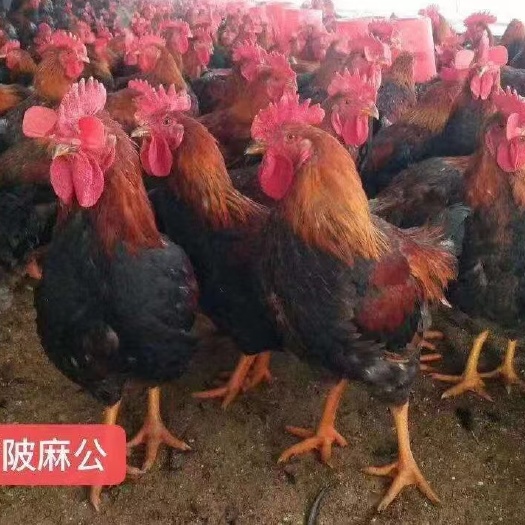 广州新陂大   麻
