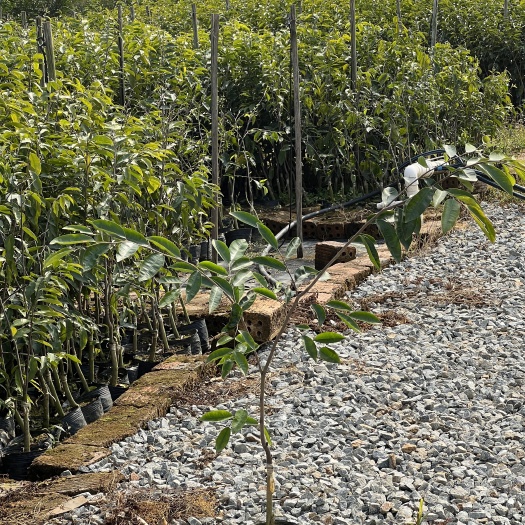 鹤山市6000亩奇楠沉香树苗，金丝油，一米高，已种植一年的沉香苗
