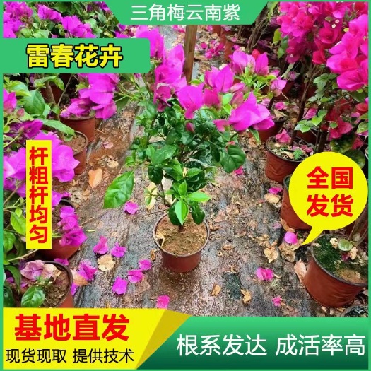 昆明100棵三角梅云南紫大苗 盆栽苗 绿化工程苗裸根苗抖土发货