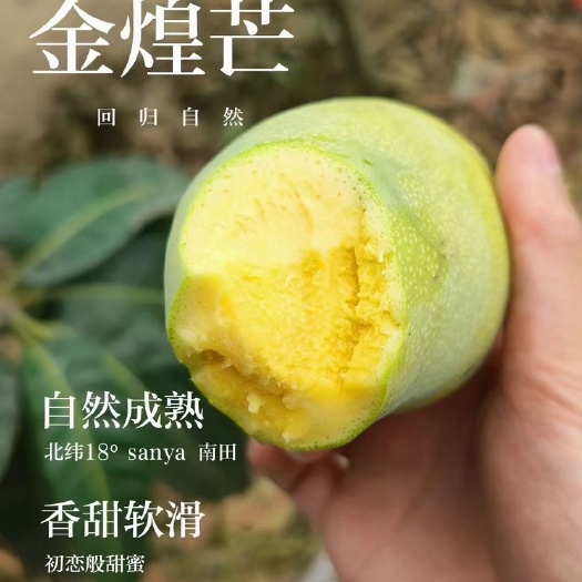【一件代发】海南金煌芒果产地直发基地自有货源实力电商供应