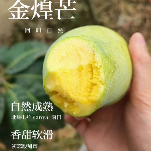乐东县【一件代发】海南金煌芒果产地直发基地自有货源实力电商供应