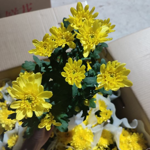 广州黄菊白菊