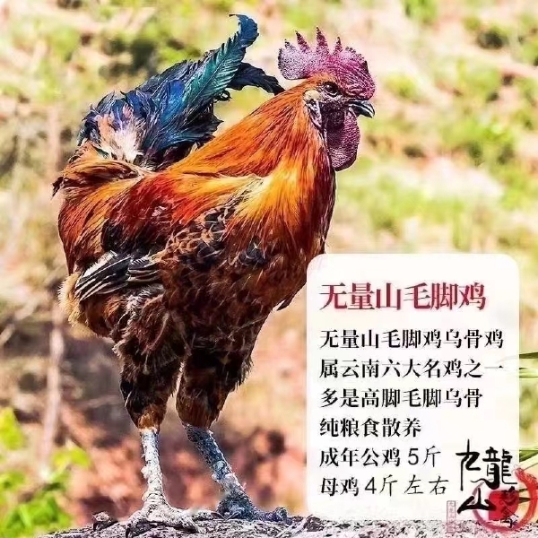 瑶鸡苗