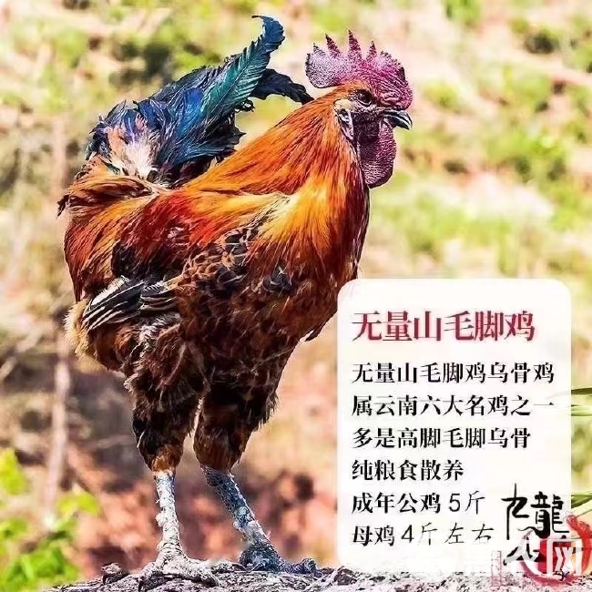 瑶鸡苗