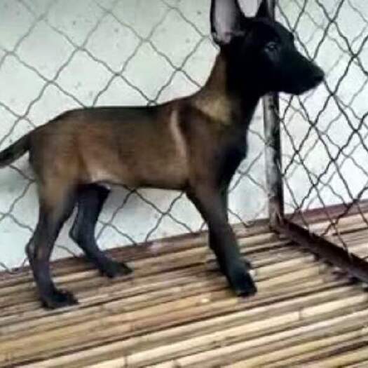 汶上县哪里有卖马犬马犬价格马犬多少钱