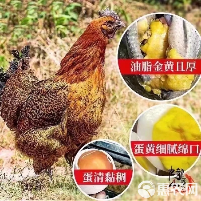 瑶鸡苗