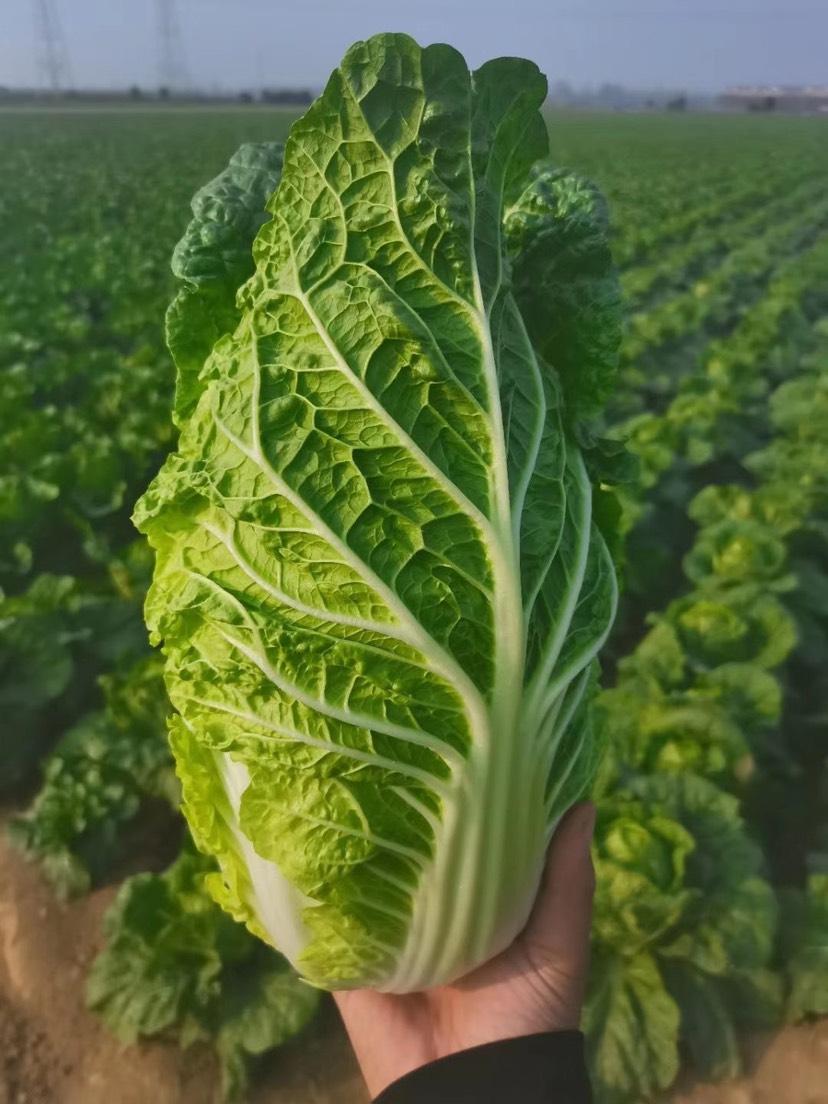 黄心大白菜产地直销质量保证量大从优合作共赢