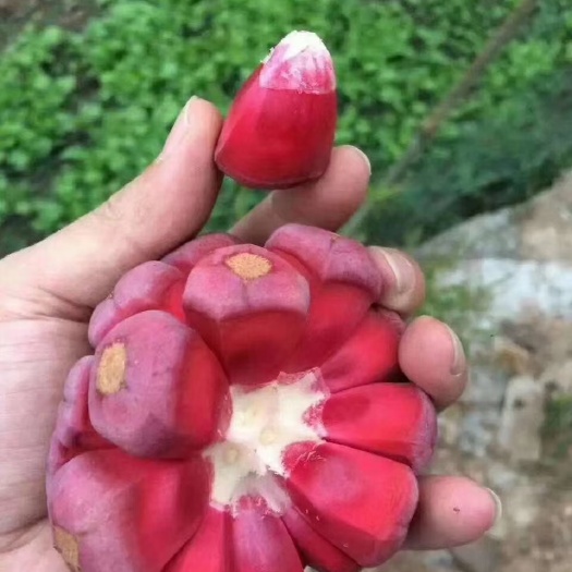 灵山县粉红黑老虎苗 黑老虎树苗地栽盘栽南北方种植布福娜树苗 四季