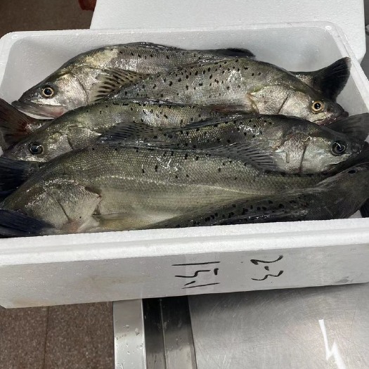 霞浦县小黄鱼