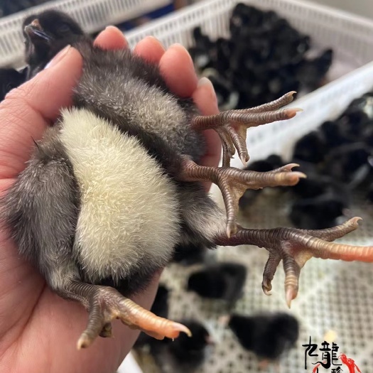 广州乌骨鸡苗