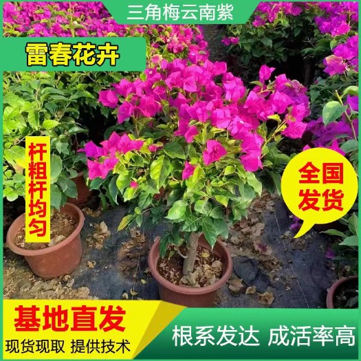 昆明重瓣三角梅200棵三角梅树苗云南紫 绿化工程苗 盆栽苗抖土发