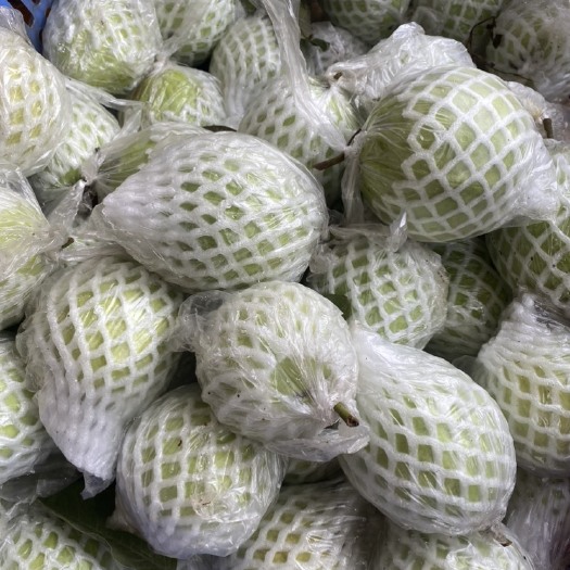 北流市广西奶油白心芭乐