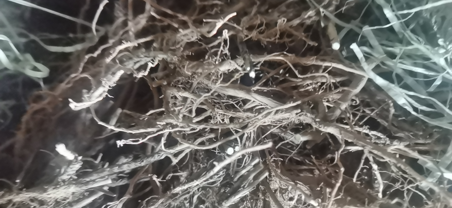 柴胡45元每斤，量大的来，可长期供货，寻实力厂家