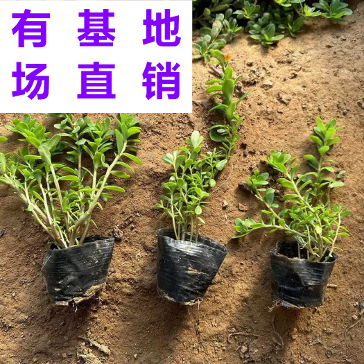 漳浦县供应 福建 大花马齿笕 苗场基地 批发价