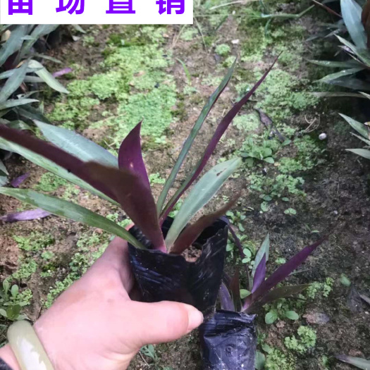 漳浦县供应 福建 紫背万年青 苗场基地 批发价
