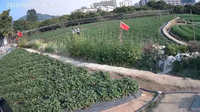 东莞市草莓盆栽