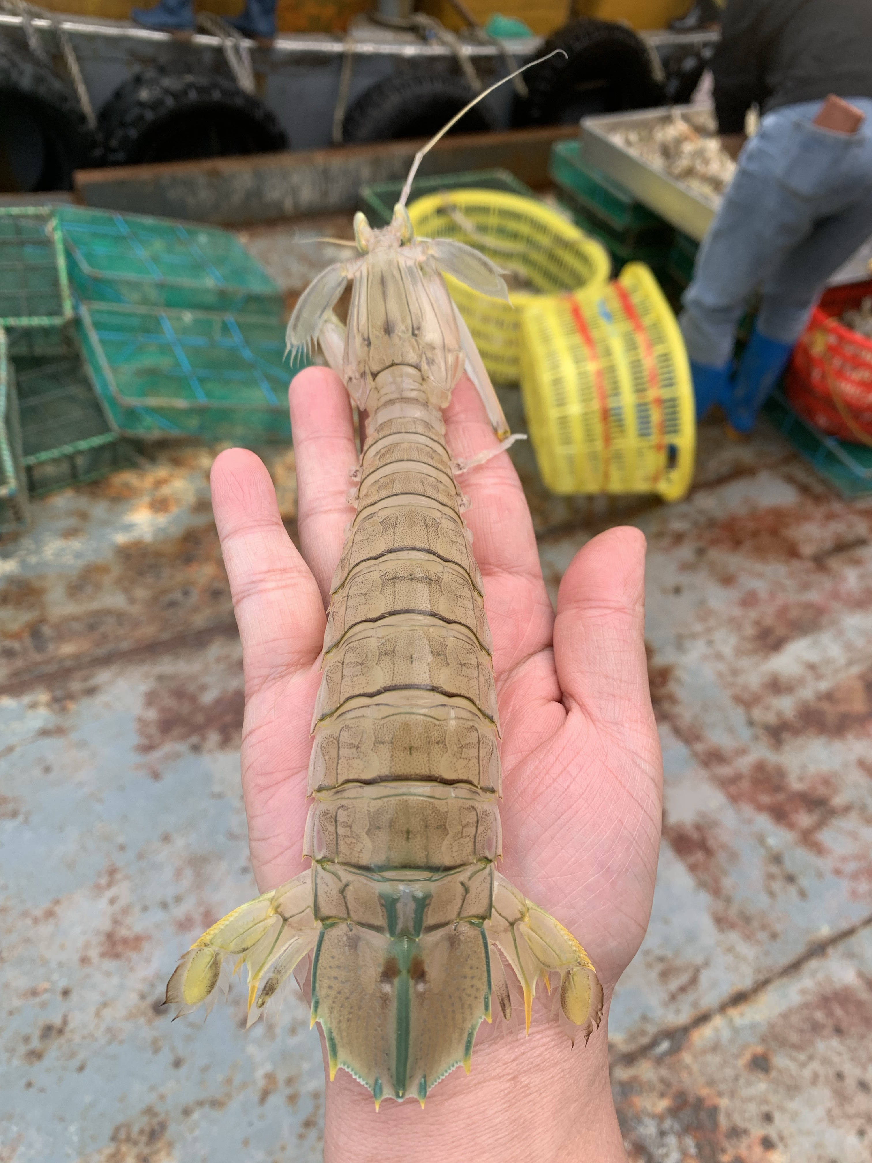 北海活煮皮皮虾 濑尿虾 螳螂虾 生猛高品质活煮 价格有竞争力