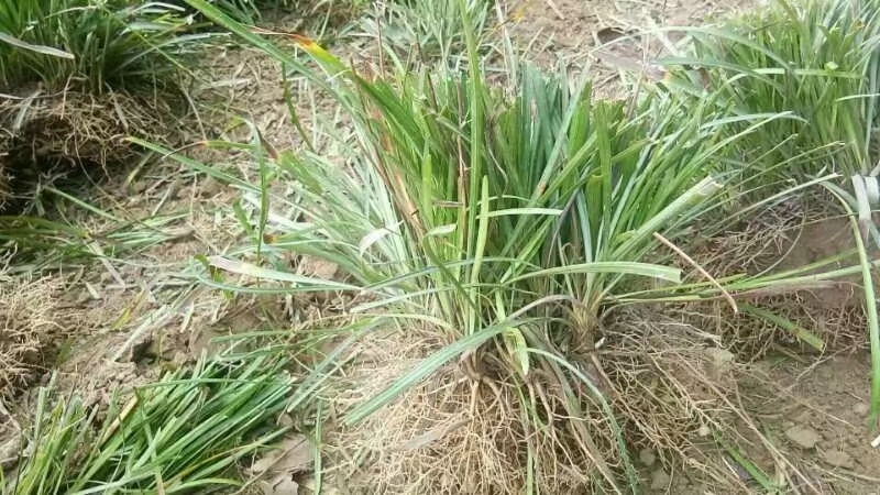 曹县麦冬苗麦冬草！