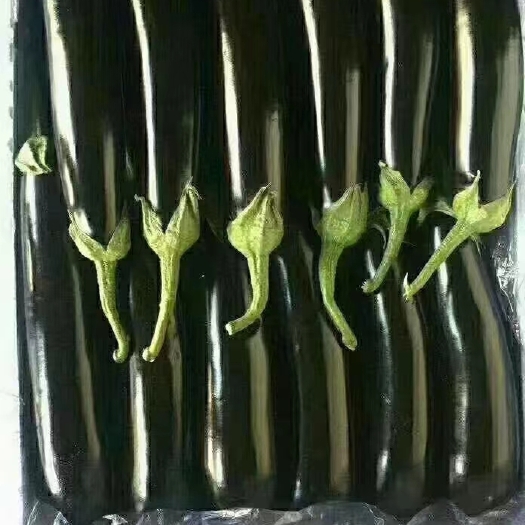 寿光市寿光绿把长茄，黑长茄，高温棚种植，全年不断货，瓜条直，亮度高