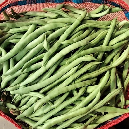合浦县棒豆四季豆无筋豆新鲜上市，欢迎对接合作，价格随行就市