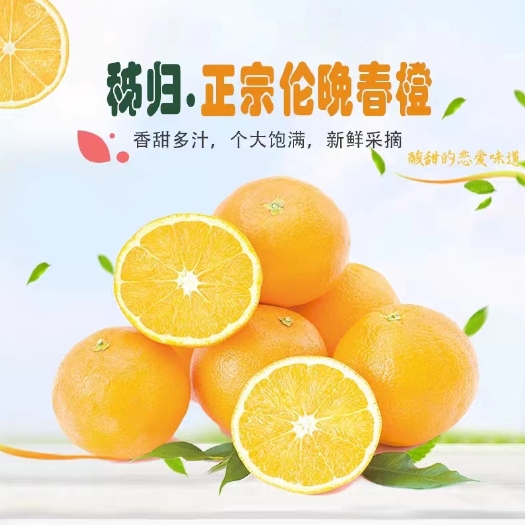 秭归县秭归脐橙伦晚