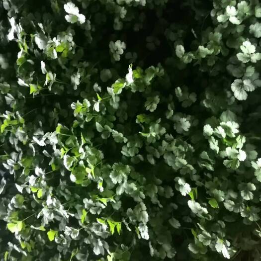 隆化县大叶香菜批发