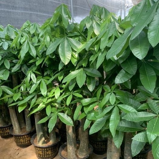 绿植大型盆栽步步高大叶发财树三杆发财树大型绿植室内客厅除甲醛