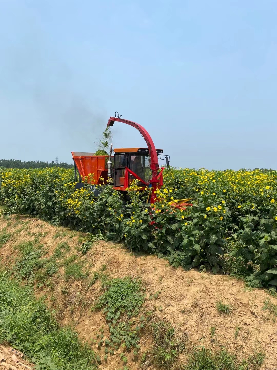  串叶松香草教授菊华夏神菊