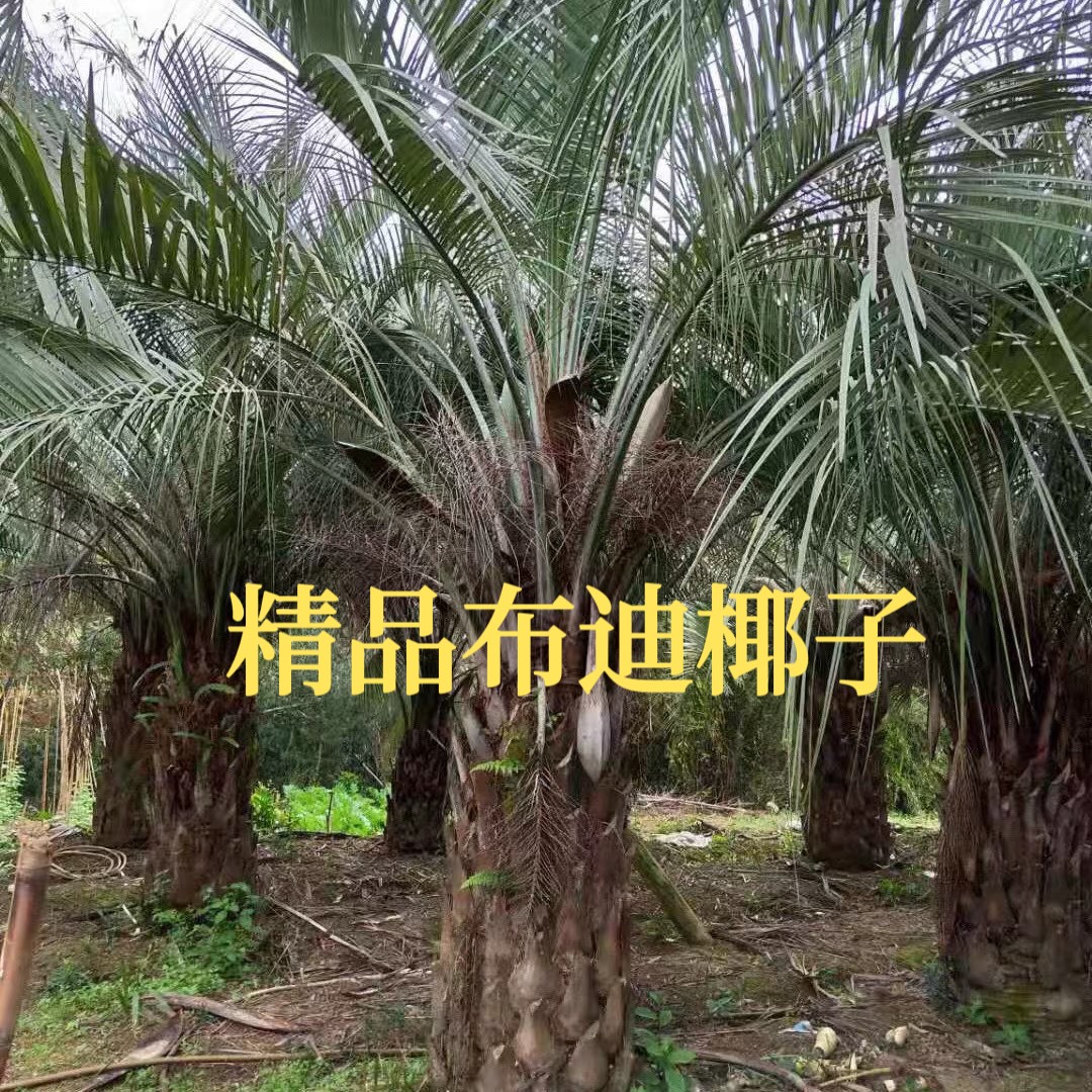 漳州布迪椰子树 布迪椰子批发 冻子椰子 布迪椰子基地 公园绿化树