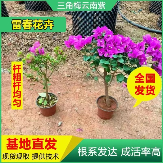 3000棵重瓣三角梅花苗云南紫树苗 绿化工程苗盆栽苗抖土发货