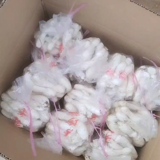 赵县秀珍菇，小黑平，鸡腿菇。产地直发。